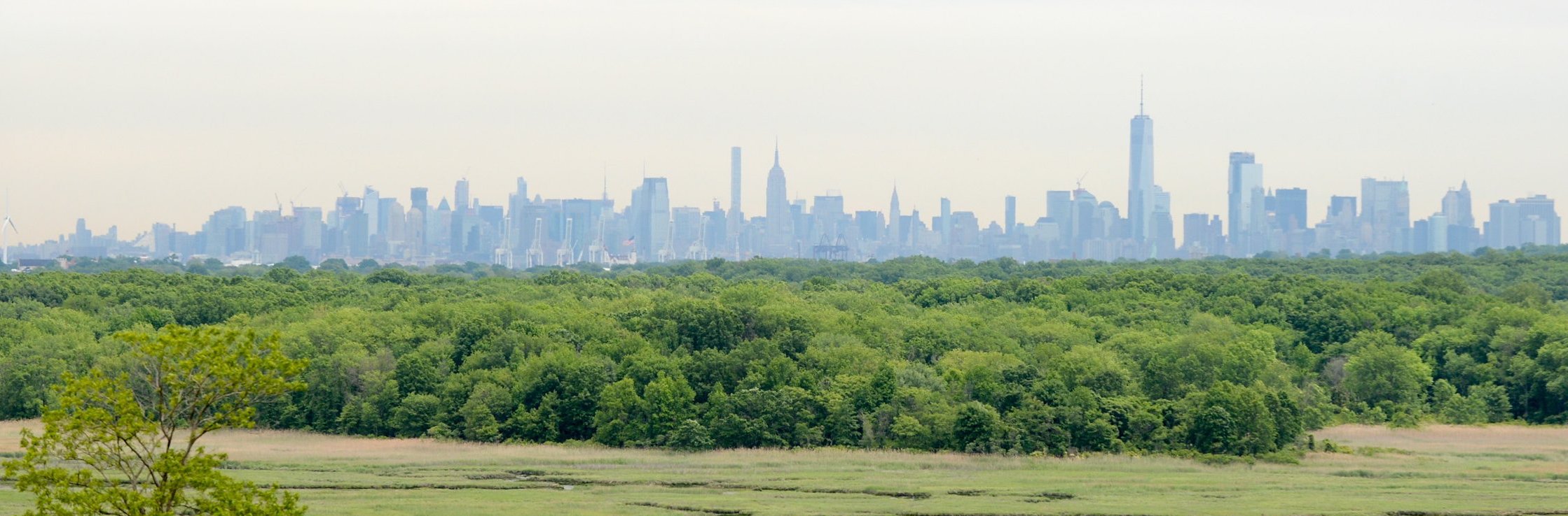 View of the Manhattan skyline beyond a forest of trees and a marsh
