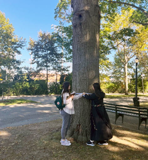 two people measuring the diameter of a large tree.