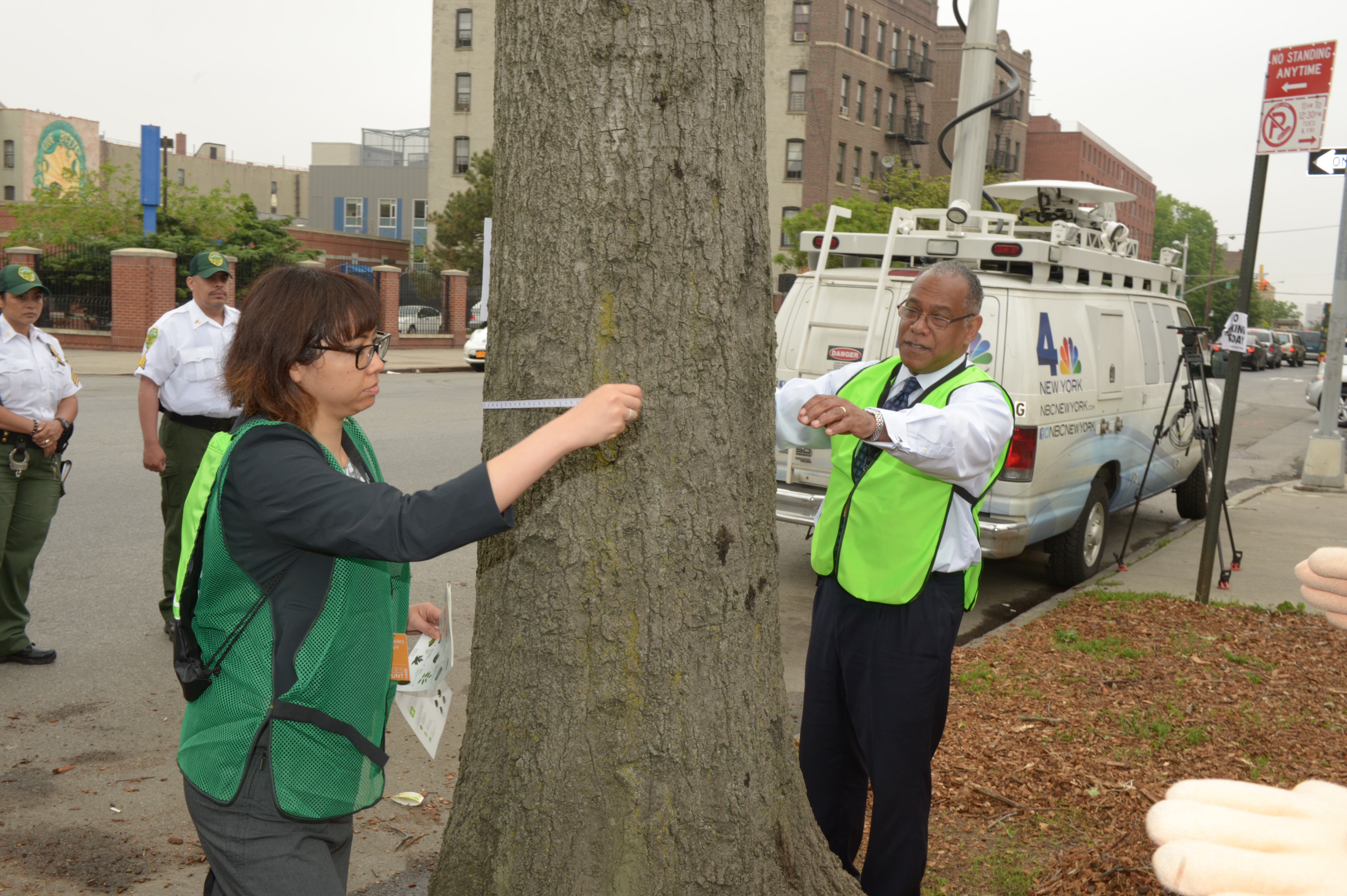 two people measure the diameter of a tree