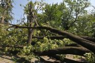 Central Park Storm Damage 