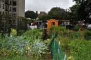 2009 GreenThumb Harvest Fair 