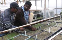 workers in a greenhouse